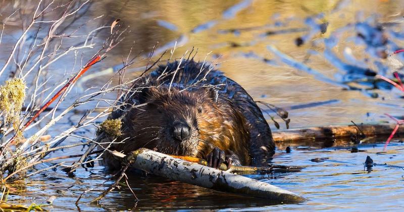 Busy beavers, and their muskrat friend, prepare for fall