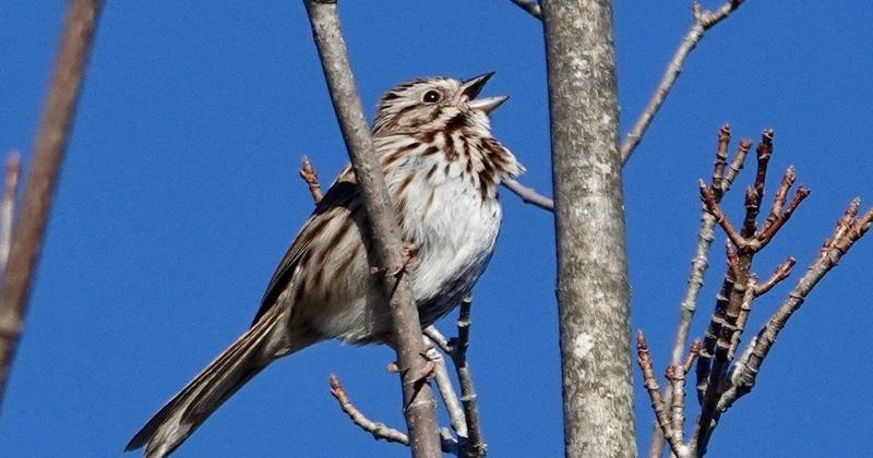 The magic of Merlin: How an app is changing how we identify birds
