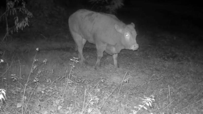 La storia della mucca Minerva, in fuga da due settimane: avvistata, è viva. “Starà in un bel prato”