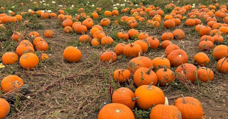 What happens to the pumpkins still in the field after Halloween? What happens to the pumpkins still in the field after Halloween?