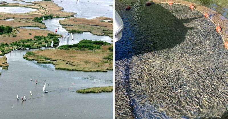 Broads facing 'unprecedented' problem after saltwater pushes up into rivers Broads facing 'unprecedented' problem after saltwater pushes up into rivers