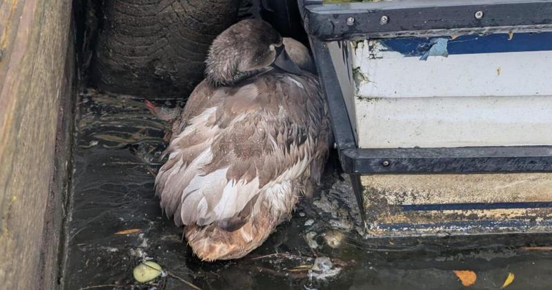 City swans under threat from deadly virus City swans under threat from deadly virus