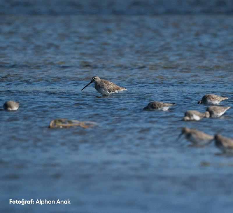Küresel ısınmanın sorumlusu inekler mi?