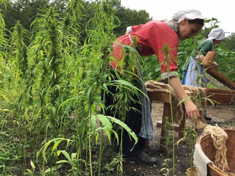Bringing Back Hemp Prohibition Would Be a Massive Mistake