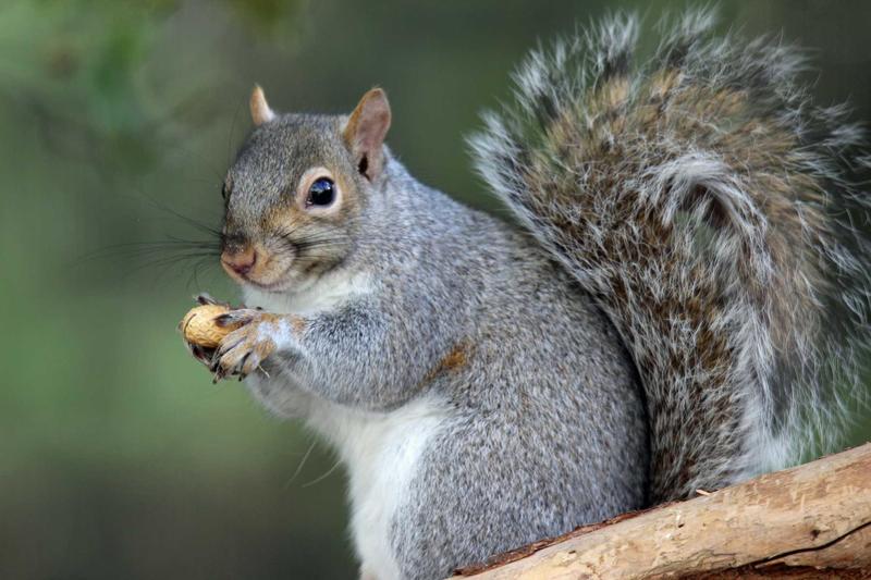 Why Squirrels Drive Us Absolutely Nuts Why Squirrels Drive Us Absolutely Nuts