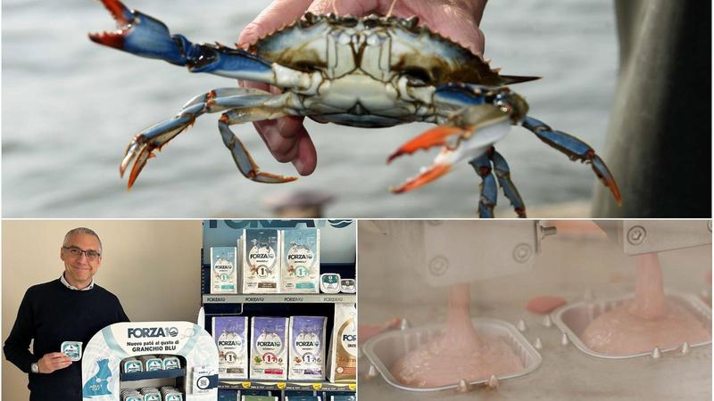 Granchio blu, da emergenza a cibo per gatti: “Il progetto pilota è apprezzato… dai mici”