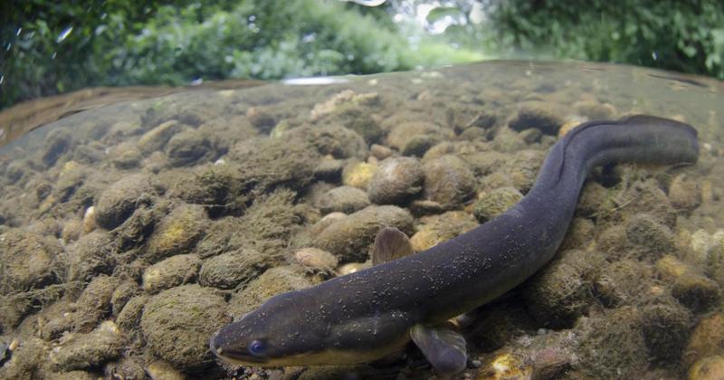 Endangered eels will get special protection during work on flagship reserve