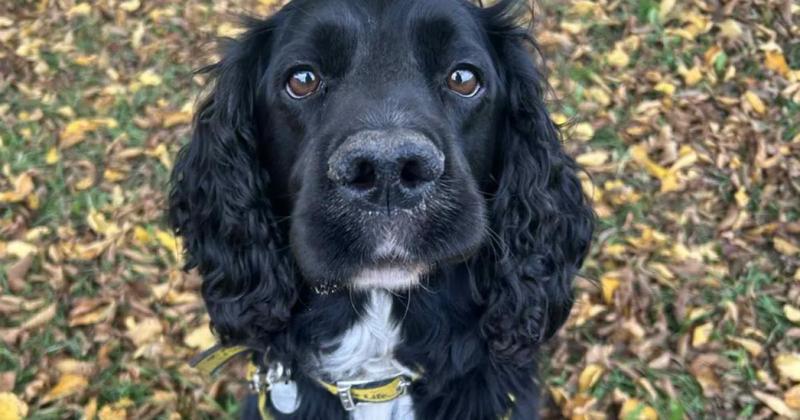 Dog who loves splashing in puddles in need of forever home