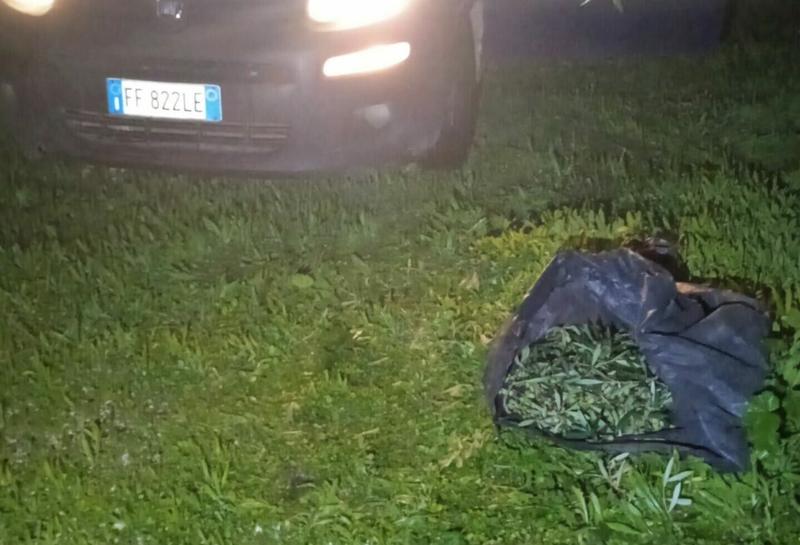 Sventato furto di olive nei pressi della vicinale Boscarelle Sventato furto di olive nei pressi della vicinale Boscarelle