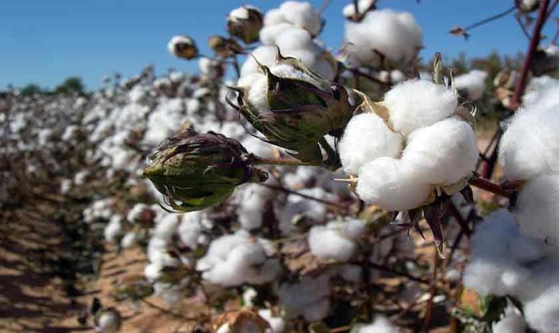 A looming crisis in cotton research