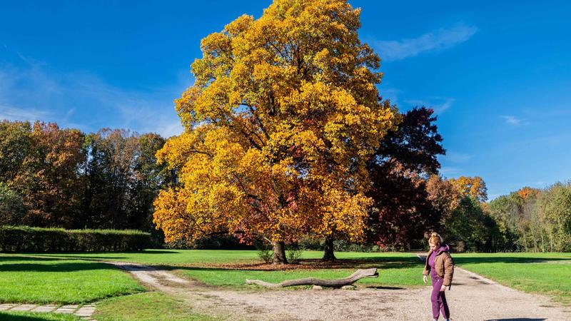 Foliage nei parchi di Milano: ecco dove ammirare i colori d'autunno in città