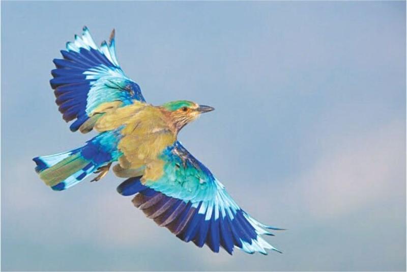 WILDLIFE: THE FADING BIRDS OF PAKISTAN