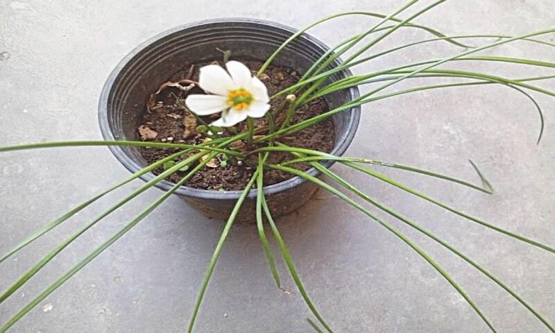 GARDENING: THE RAIN BLOOMER