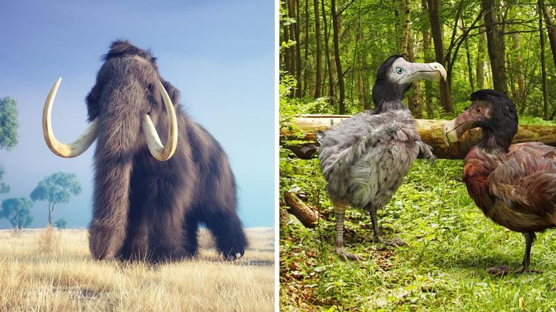 L'ascesa della Colossal Biosciences, dopo il cane di Tom Brady ora vuole clonare dodo e mammut. “Risolveremo l’estinzione