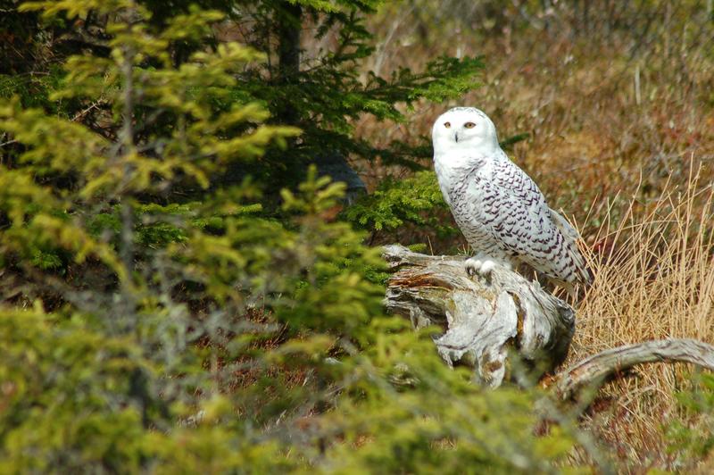 How we’re tracking avian flu’s toll on wildlife across North America