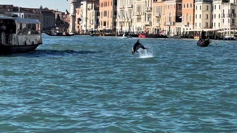 C’è un delfino a Venezia: è Mimmo, il cetaceo che nuota nelle acque di San Marco. Turisti impazziti cercano di avvicinarlo C’è un delfino a Venezia: è Mimmo, il cetaceo che nuota nelle acque di San Marco. Turisti impazziti cercano di avvicinarlo