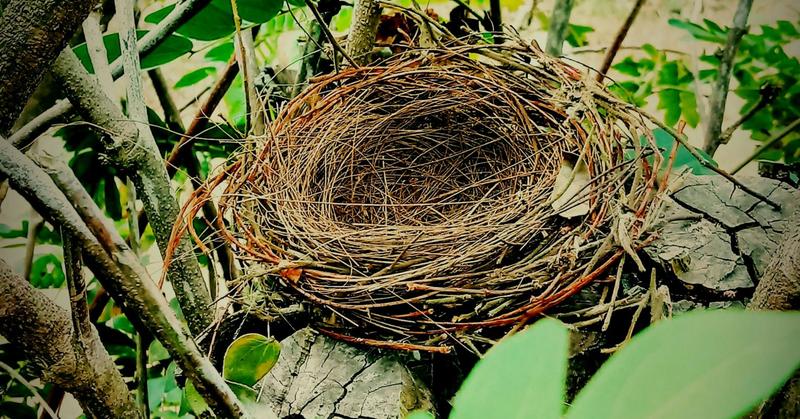 From We to Me in an Empty Nest