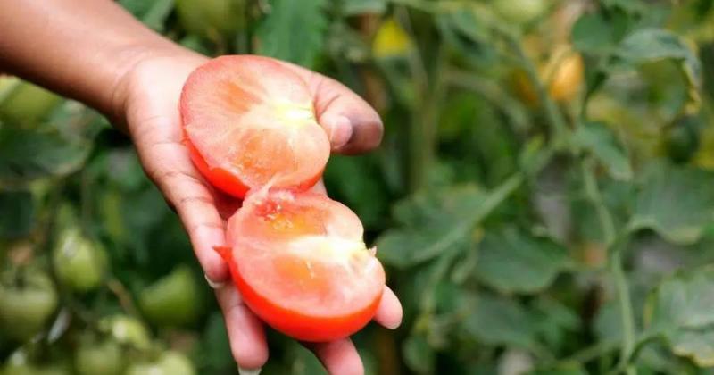 Volunteers sought for vital scientific trial which involves eating tomato SOUP Volunteers sought for vital scientific trial which involves eating tomato SOUP