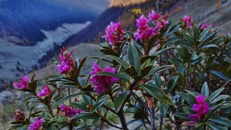 A 1.700 metri, sopra Lizzola i rododendri ancora in fiore