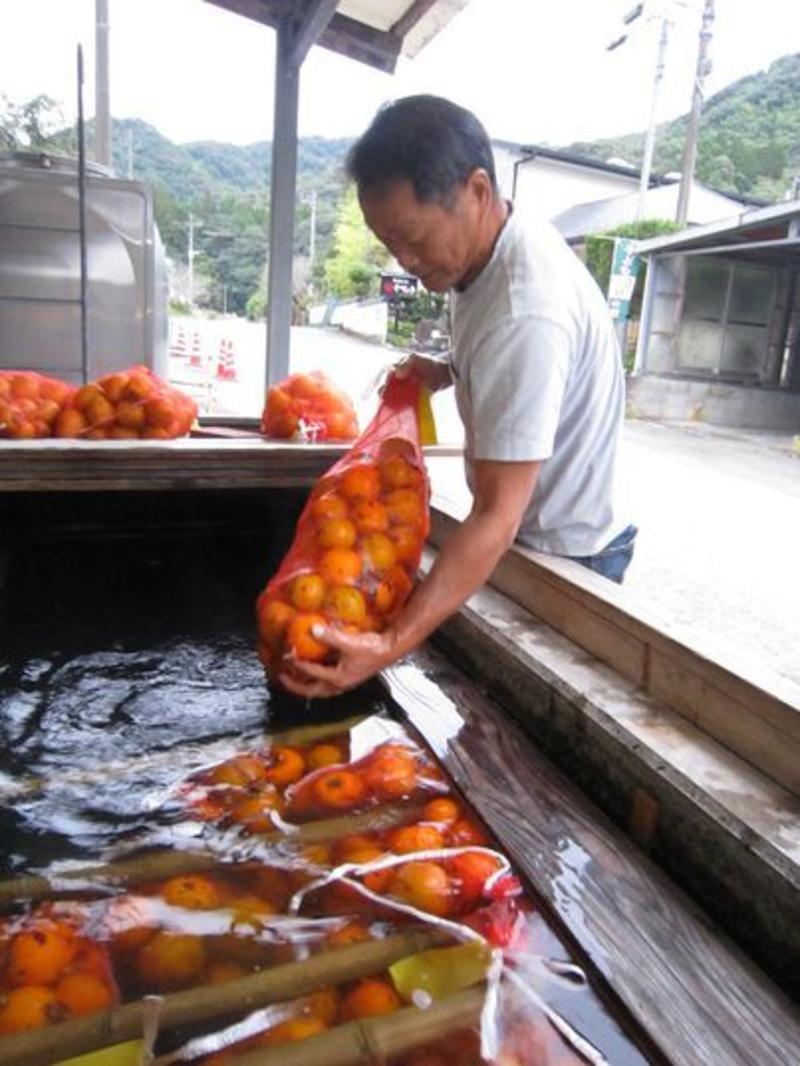 VOX POPULI: How hot springs and community tame the harsh persimmons