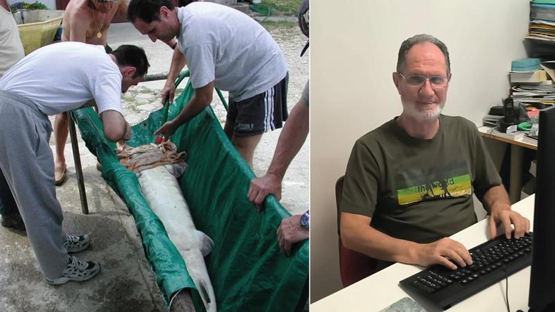 Da dove arriva l’enorme storione beluga trovato nel Po? Le ipotesi dell’esperto Enrico Marconato