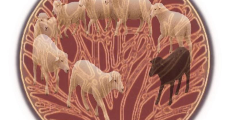 More on Why Cultural Evolution Isn't Darwinian