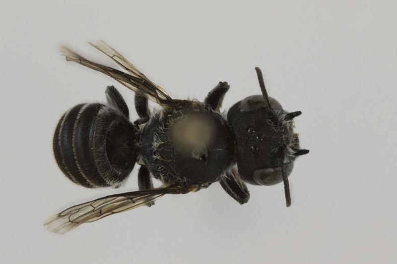 I discovered a new Australian native bee, but there are still hundreds we need to identify