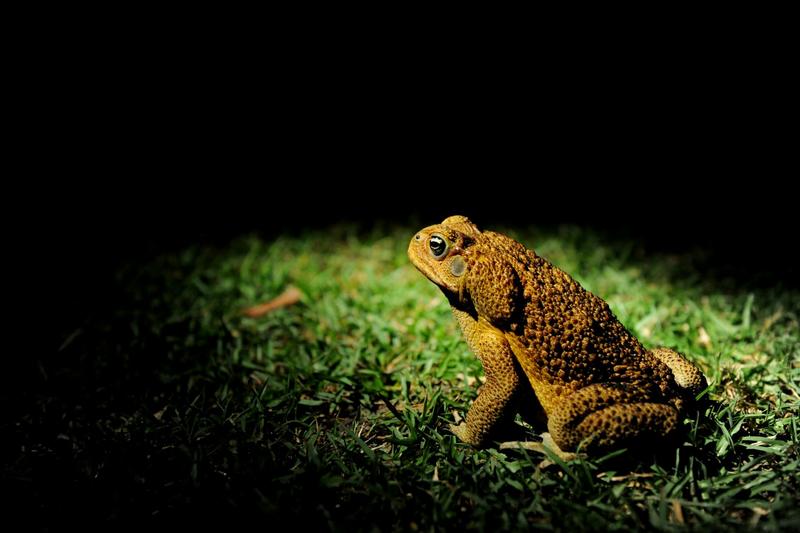 Cane toads are hopping towards the Pilbara, but a water-free containment zone could stop them