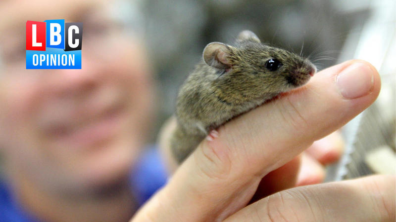 Britain’s animal testing problem is holding back scientific progress