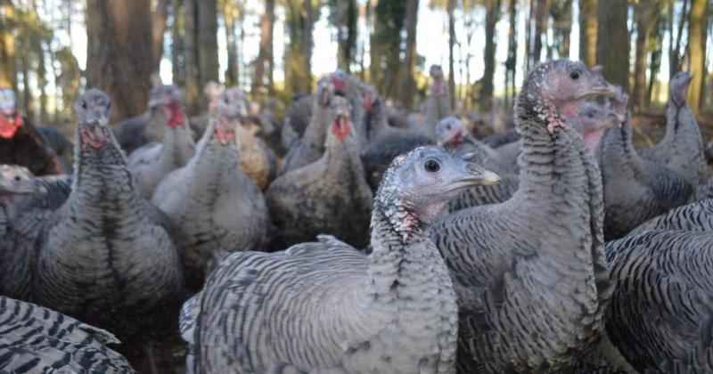 Turkey seller can't fulfil Christmas orders due to bird flu