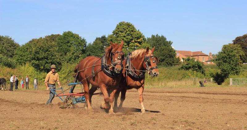 'Beloved' horse dies after two decades at museum 'Beloved' horse dies after two decades at museum