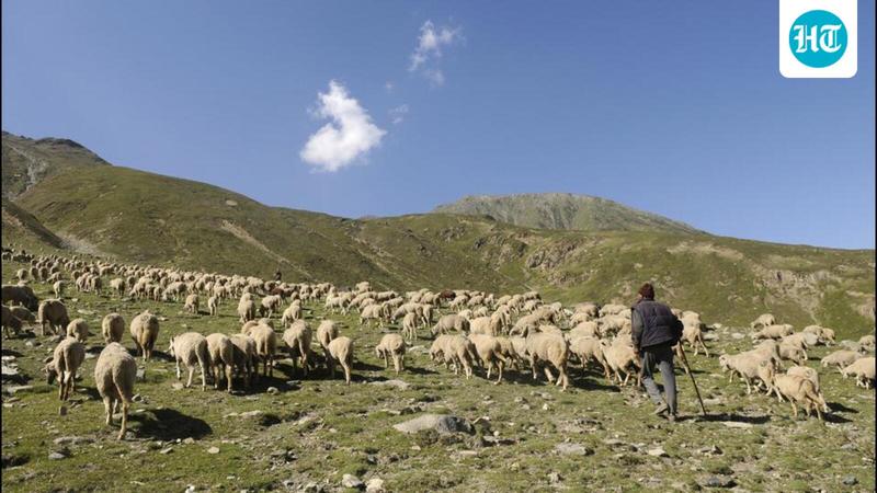 Trace to Trade: Powering India’s Digital Leap in Animal Husbandry