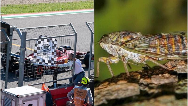 Troppo rumore all’Autodromo: non solo motori, colpa delle cicale