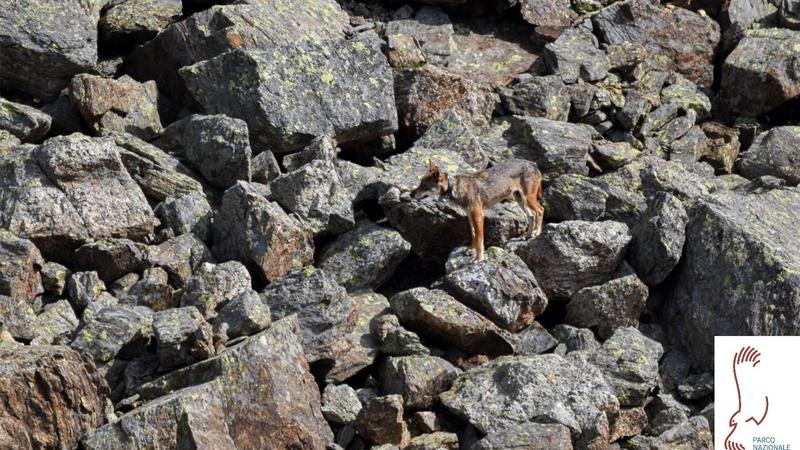 Che fine ha fatto la lupa Ludovica? “Perse le tracce da settimane, temiamo possa essere morta” Che fine ha fatto la lupa Ludovica? “Perse le tracce da settimane, temiamo possa essere morta”