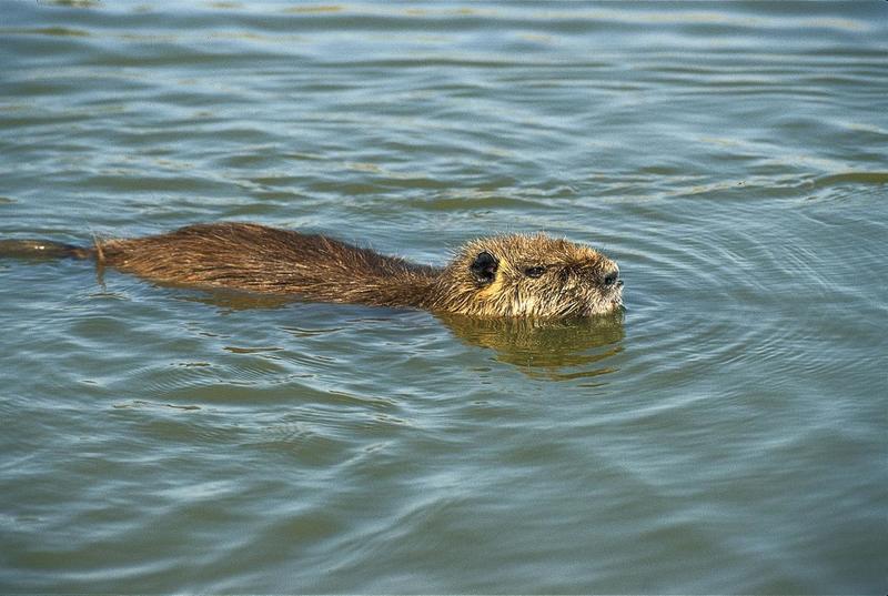 Poggio Renatico, chiede alle onoranze di cremare una nutria: denunciato
