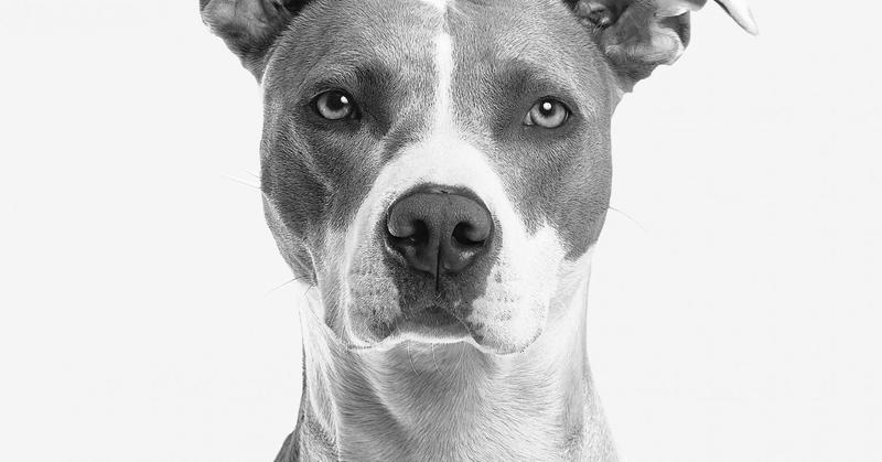 A Heartfelt Guide for Living With Highly Sensitive Dogs