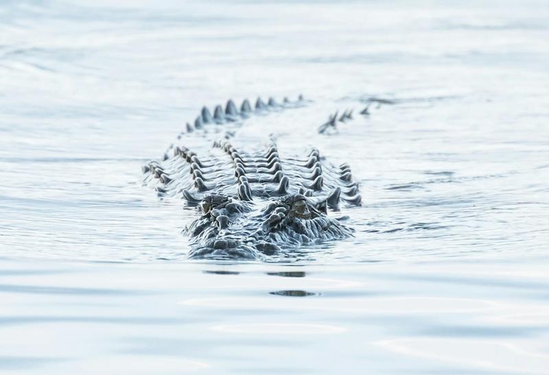 55 million years: Australia’s oldest crocodile eggshells found in Queensland