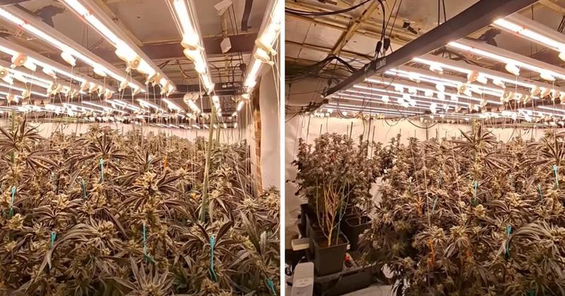 Man arrested after police discover cannabis farm