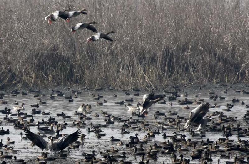 Kashmir’s Migratory Birds Offer a Lesson in Survival