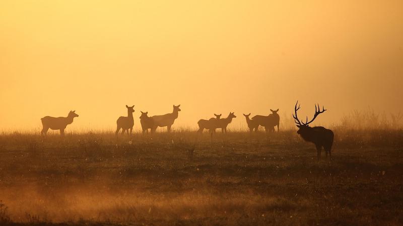 The Super Predator: How Humans Became The Animal Kingdom’s Most Feared Hunters – OpEd