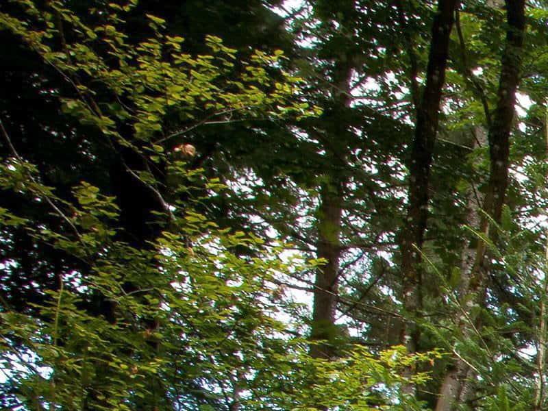 Les communautés forestières méritent mieux Les communautés forestières méritent mieux