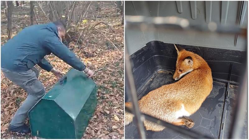 Cerro Maggiore, torna in libertà dopo un mese di cure la volpe ferita
