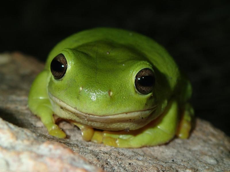 You might think frogs never get enough water. Turns out, they can fare worse in floods than bushfires