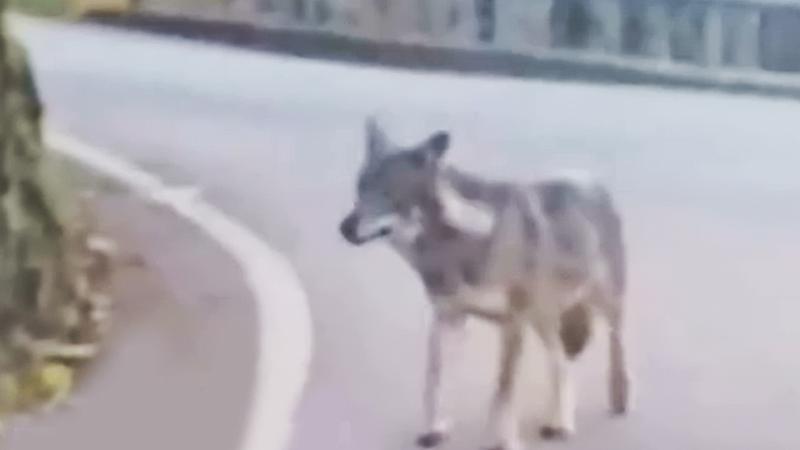 Ornica, incontro ravvicinato con il lupo: un automobilista lo segue e lo filma