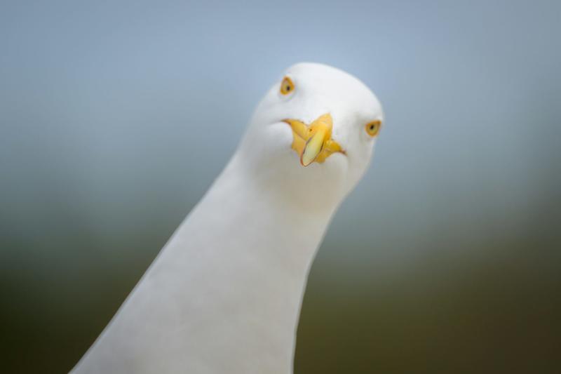 Yes, shouting at seagulls actually works, scientists confirm Yes, shouting at seagulls actually works, scientists confirm