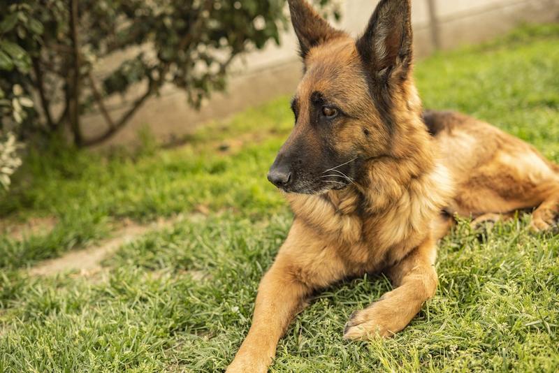 Die Zeit hat es für mich getestet: Auch ich bin in Teilen gesichert rechtsextrem