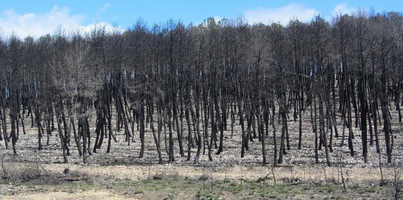 Para comprender y gestionar mejor los incendios forestales debemos observar el paisaje