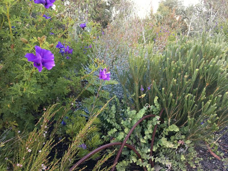 We planted two woody meadows a decade ago to see what would thrive. Now the concept is popular across Australia.
