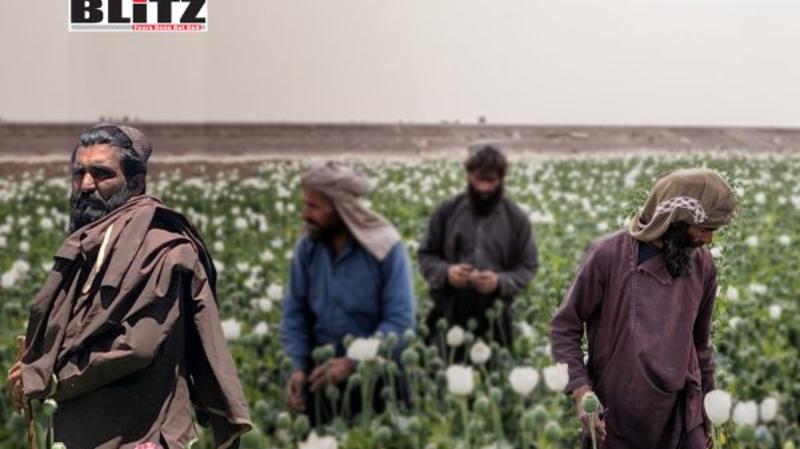 Afghanistan’s opium collapse exposing 40 years of US intelligence complicity Afghanistan’s opium collapse exposing 40 years of US intelligence complicity