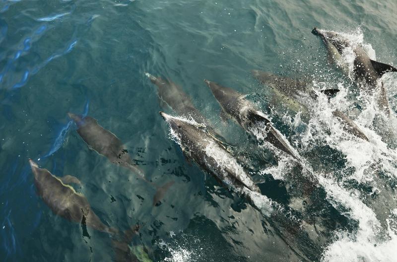 A new way to measure the age of dolphins opens a window onto the lives of these iconic animals